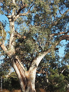 Eucalyptus camaldulensis ssp. camaldulensis p Denzel Murfet Currency Creek